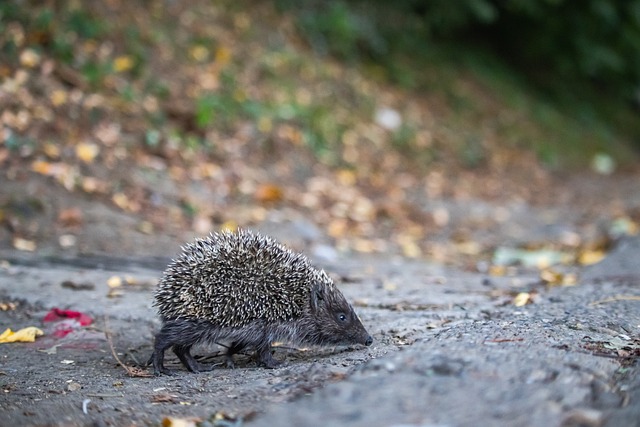 及资深后卫 及资深后卫